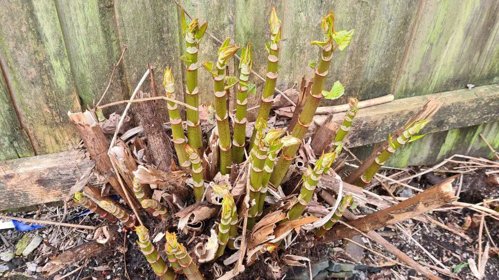 Japanese knotweed shoots emerge in early March and dominate an area before any other native plants have a chance