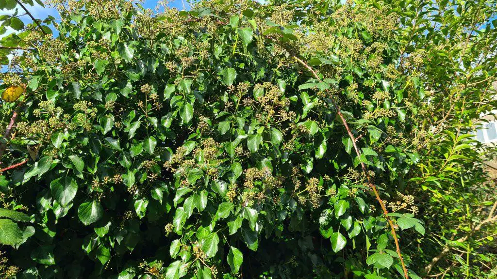 Spread of ivy growing over a boundary fence and into a neighbours property
