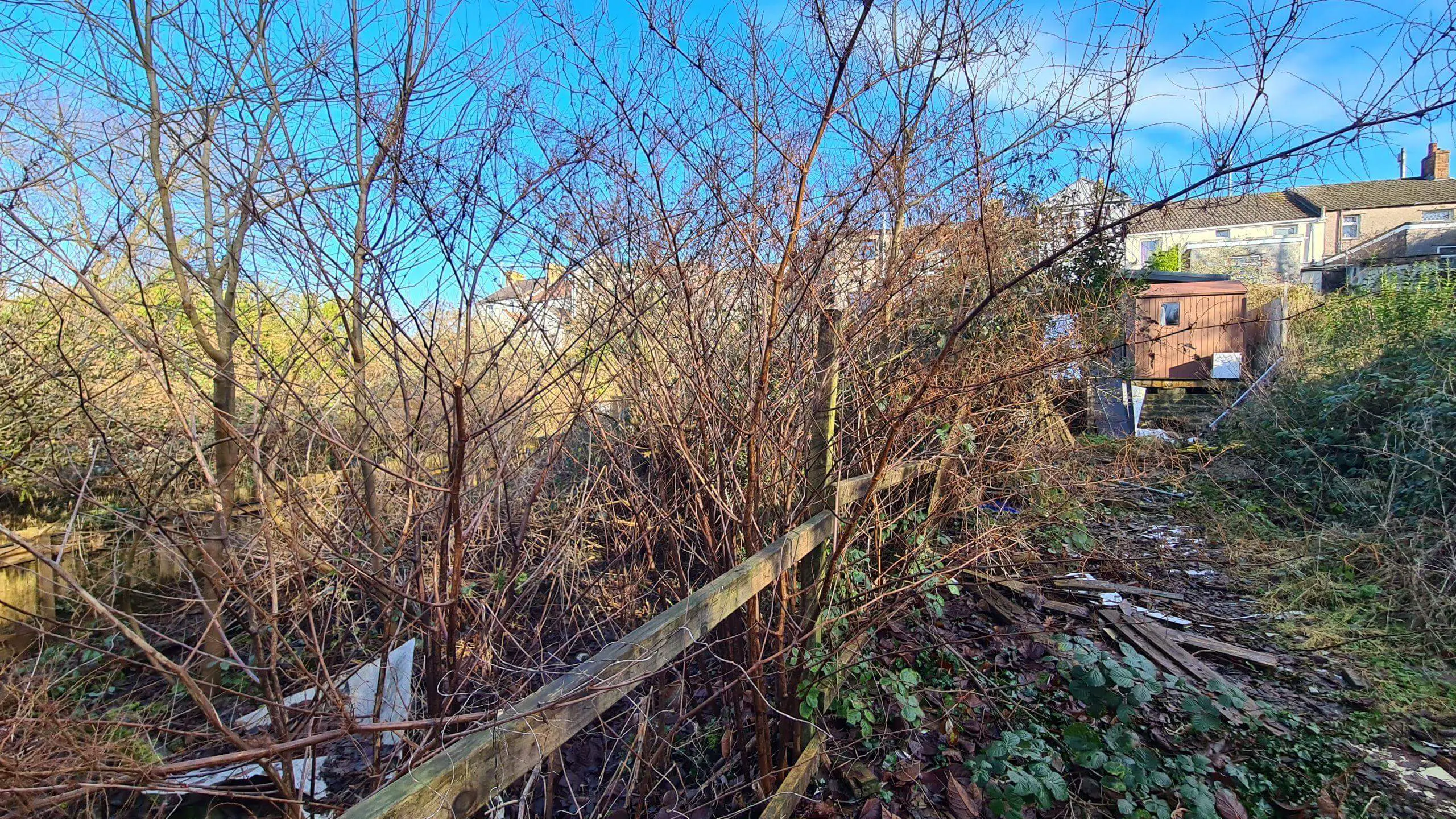 The dead stems of Japanese knotweed spreading between two properties