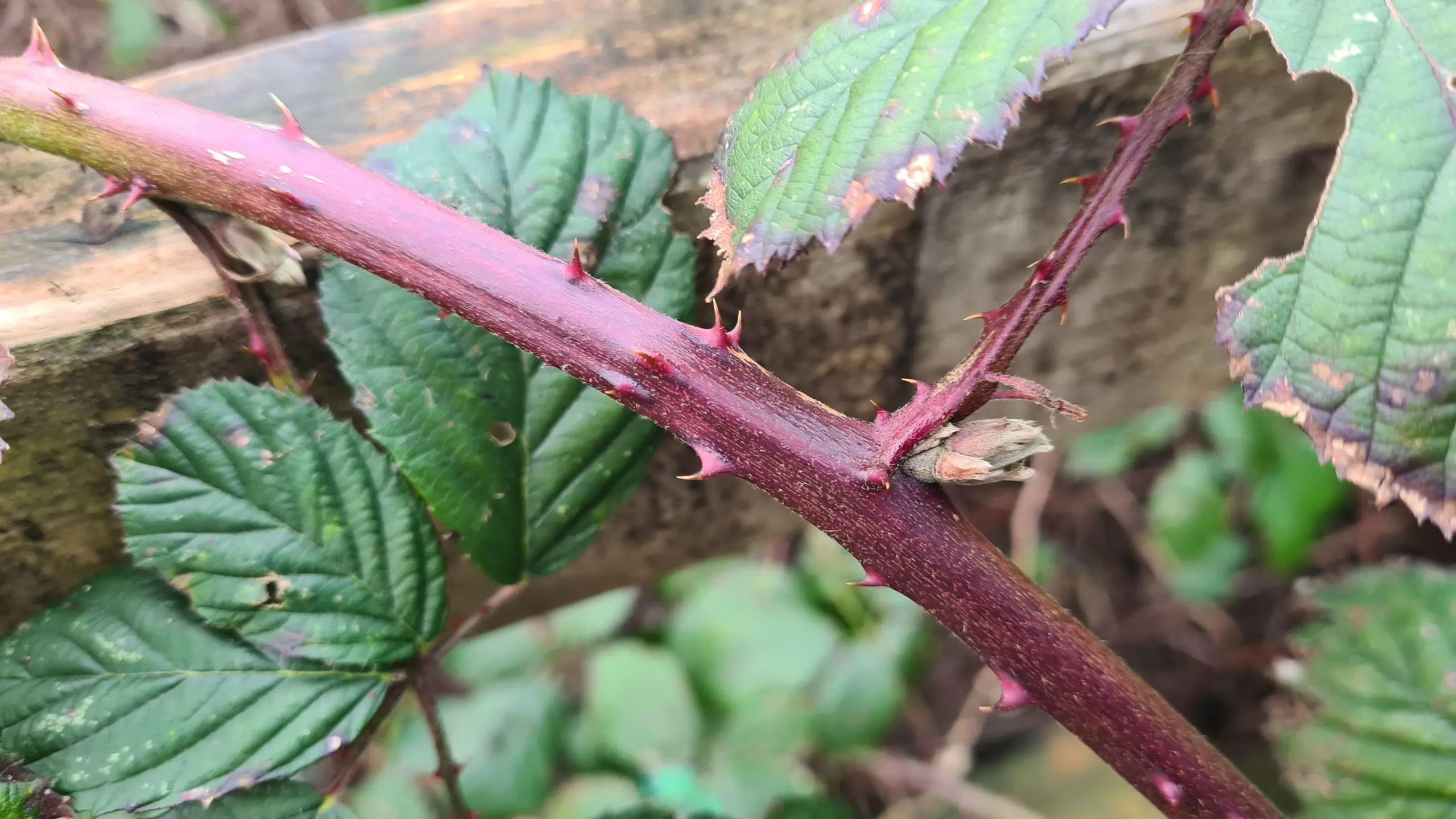 As the bramble stems mature they darken in colour from bright green to a burgundy colour. Now the thorns are stiffer and much sharper too