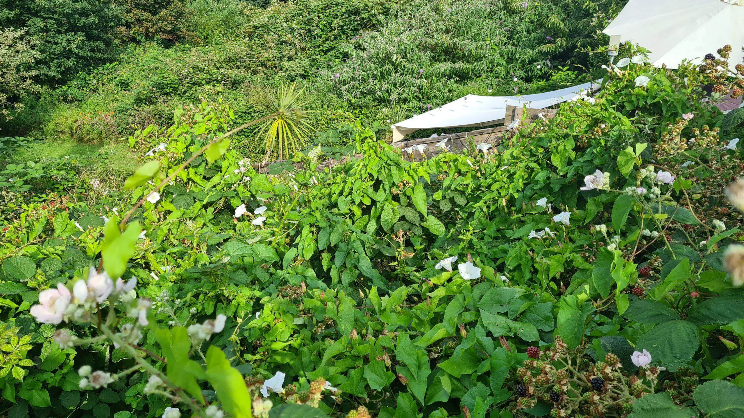 Bindweed extensively growing in a neighbours garden