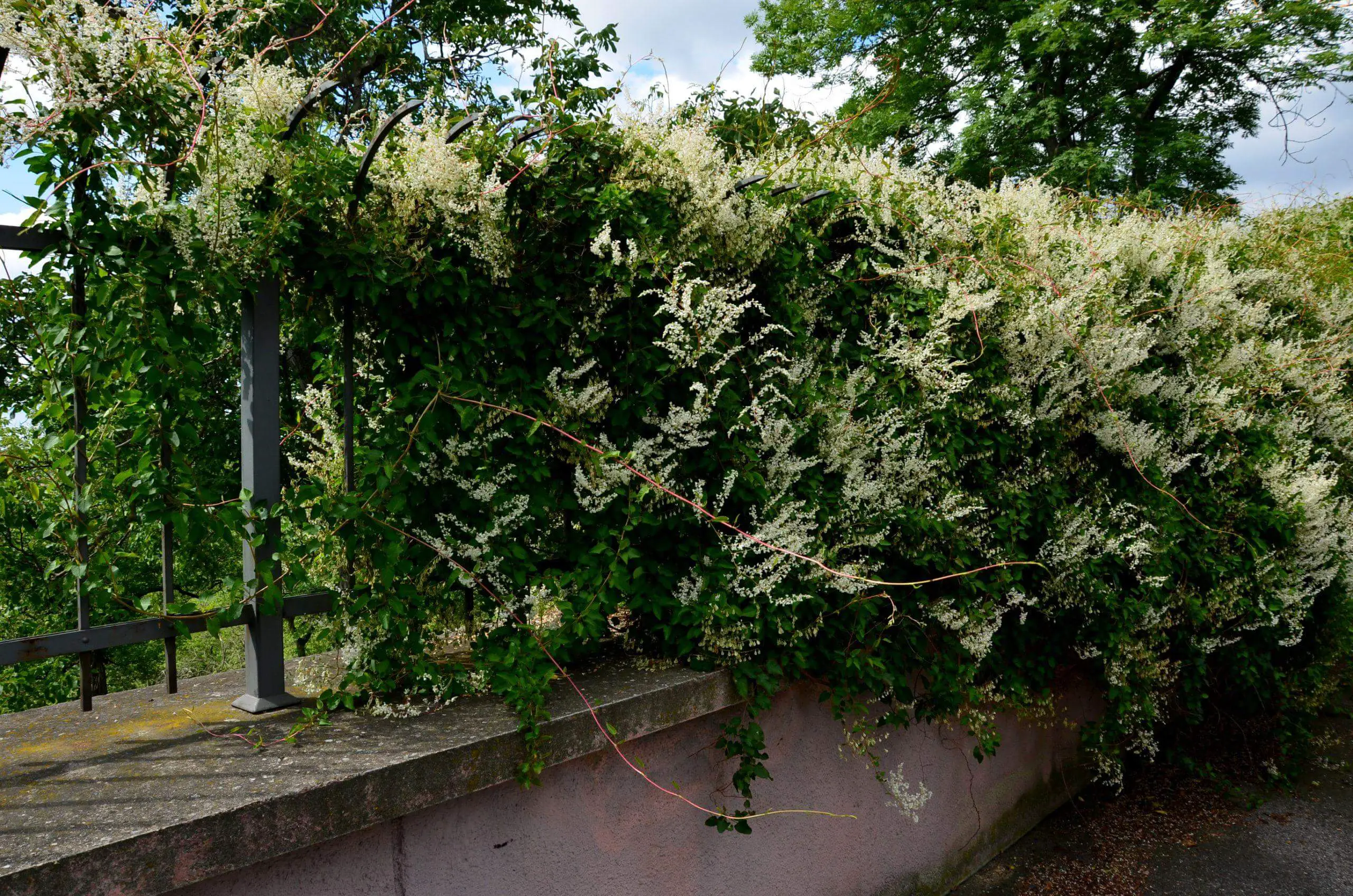 Boundary fence consumed by Russian vine and spreading uncontrollably