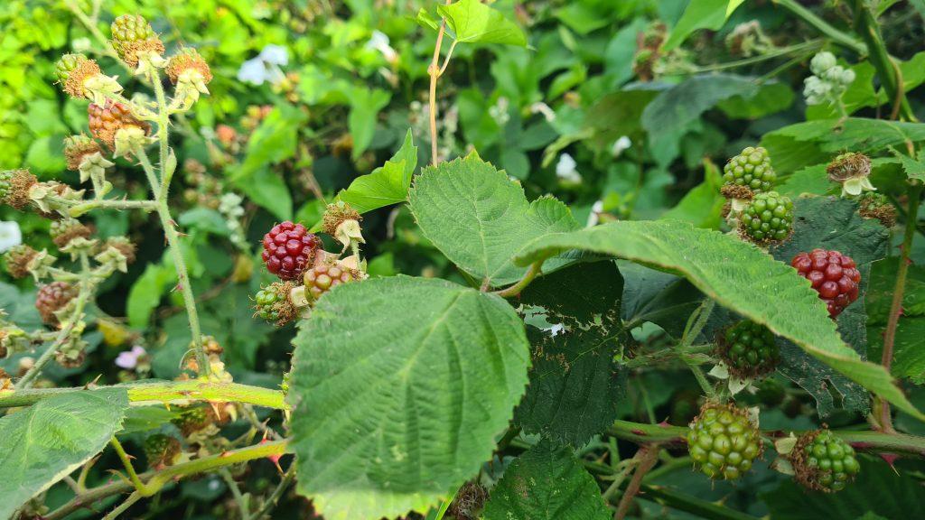 Brambles can be identified via their jagged tooth leaves spiky thorn stems and fruit like seeds
