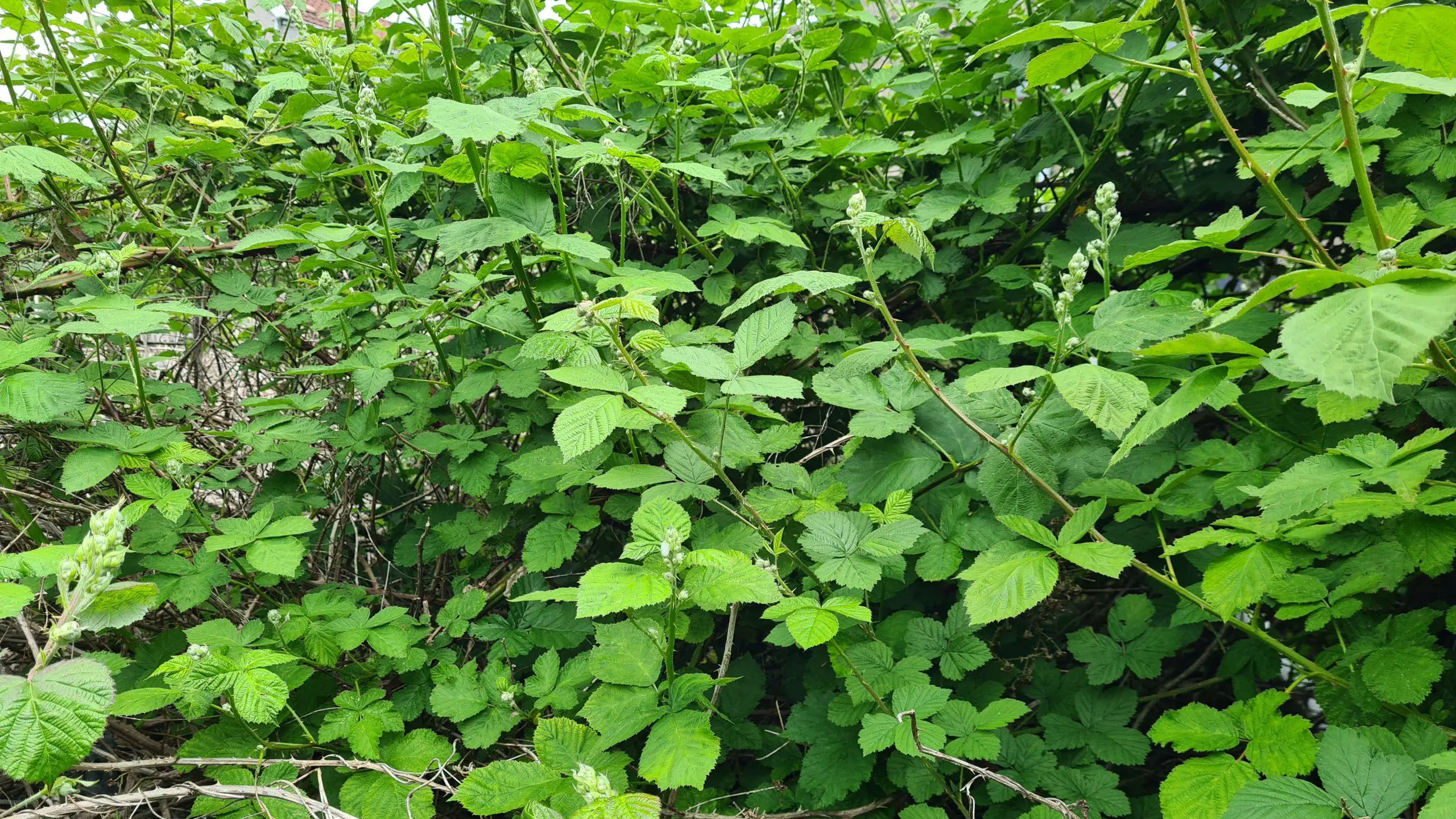 Brambles thriving in a garden and out competing native plants