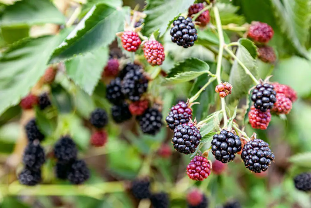 Bush with ripening blackberry berries