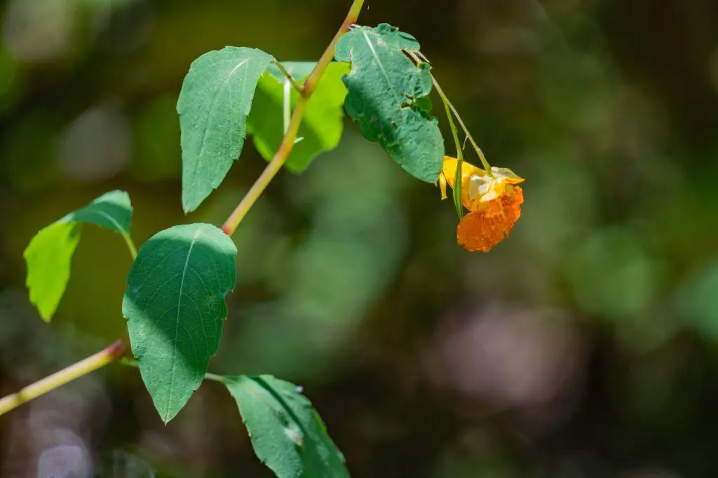 Close up of a common Jewelweed also called Spotted Touch me not. Jewelweed blooms from June to October