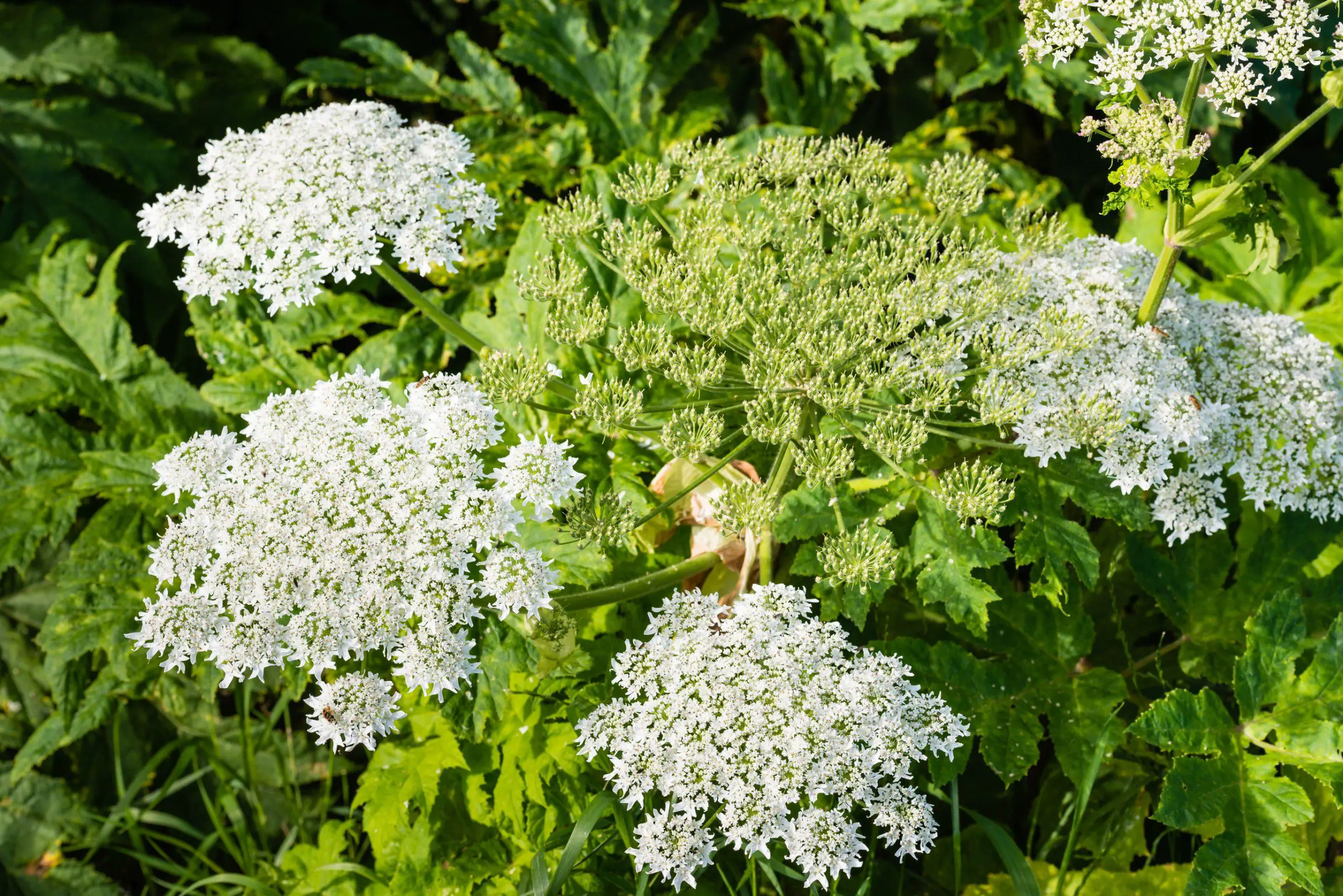 Closeup of a white blooming Giant Hogweed or Heracleum mantegazzianum plant and its seed heads
