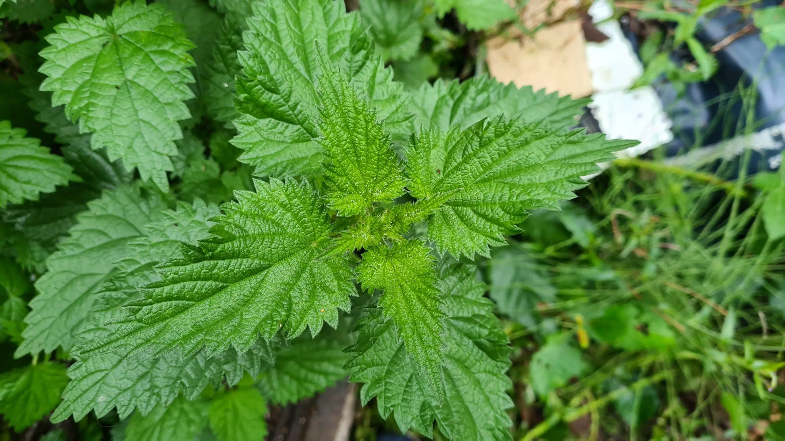 Common nettles grow wildly in clumps and mainly in gardens
