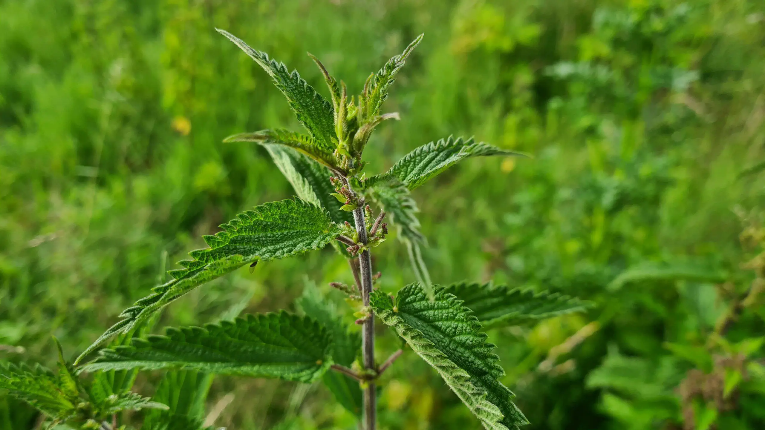 Common nettles maturing as they develop within a garden