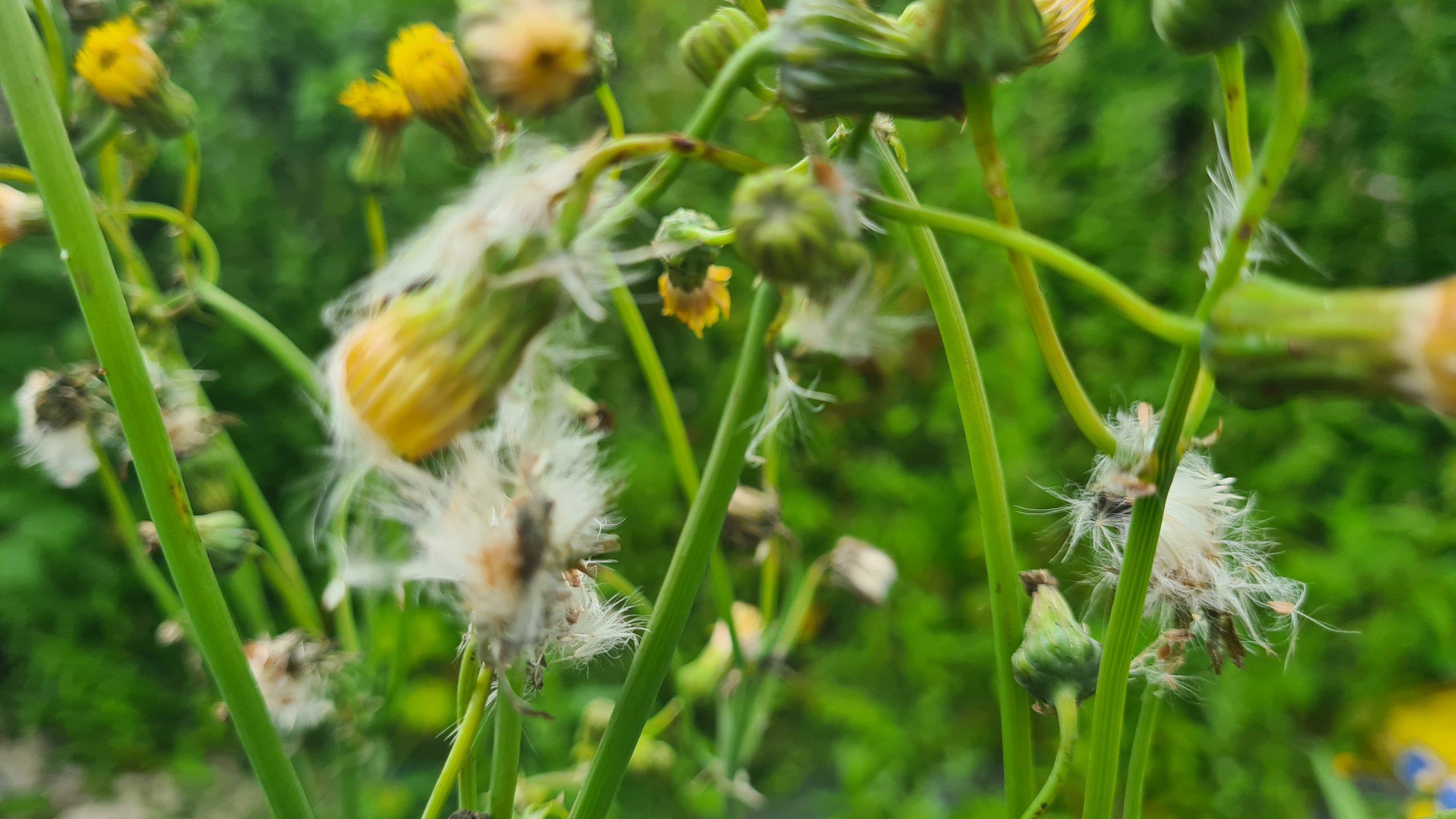 Dandelions blossoming with seed in early summer