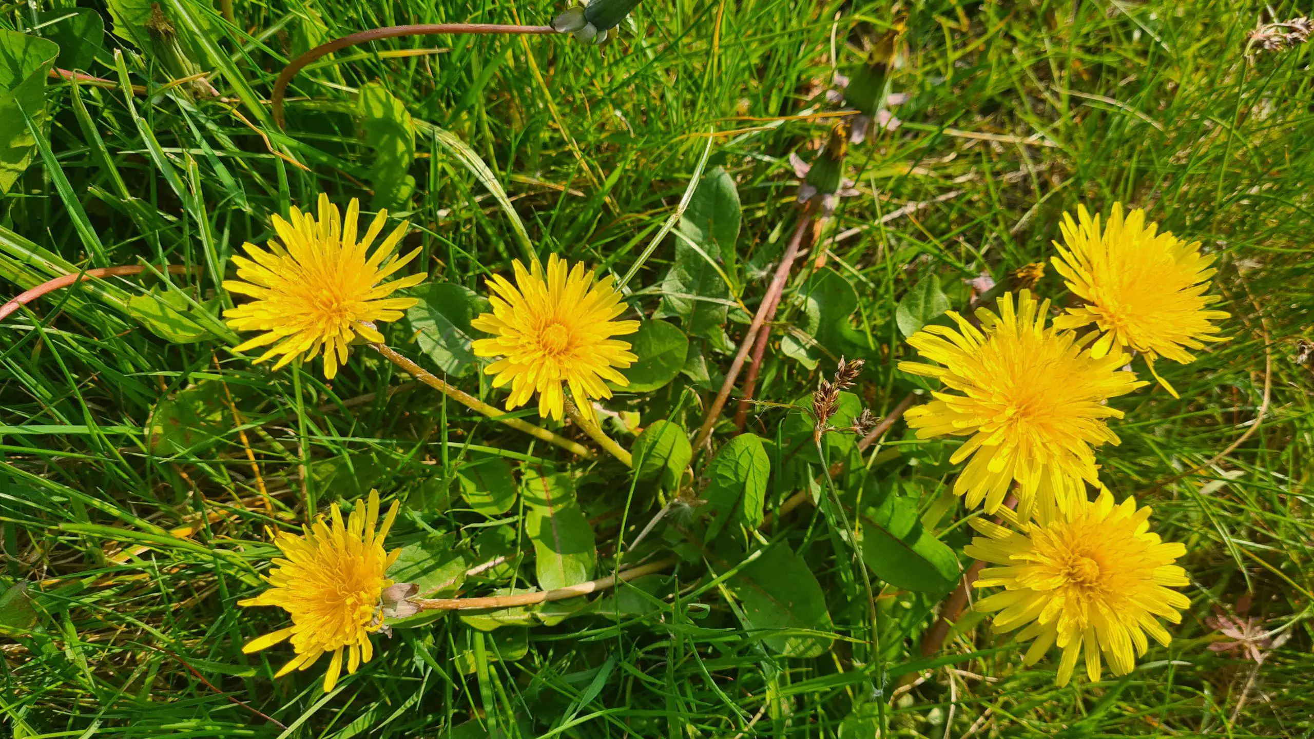 Dandelions grow wildly in gardens and lawns