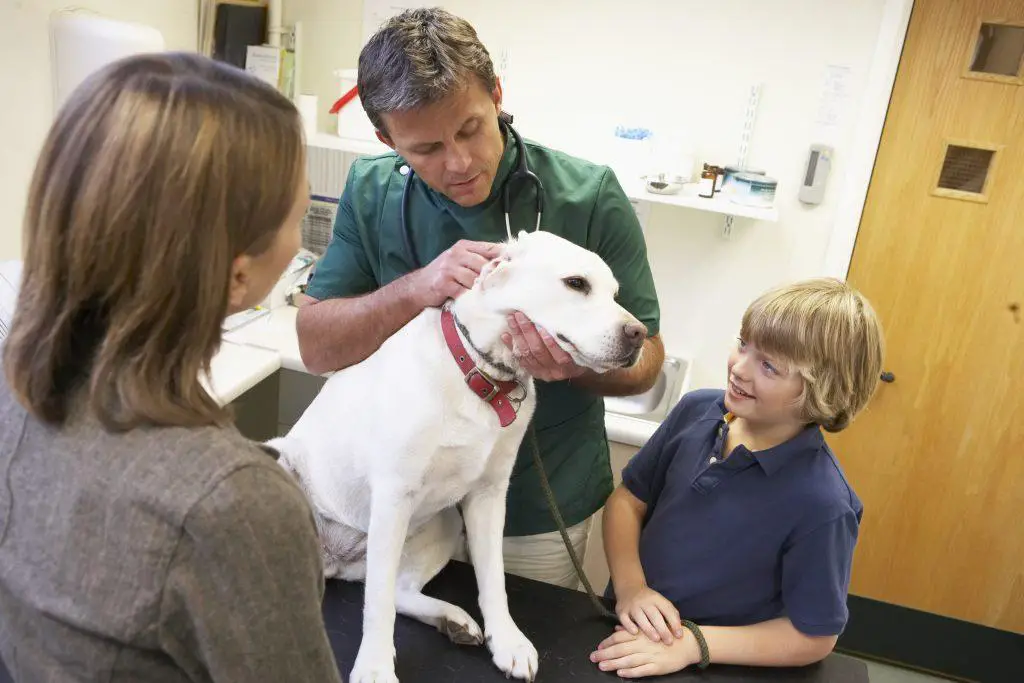 Dog with a rash being examined by the vet to ensure its not too serious