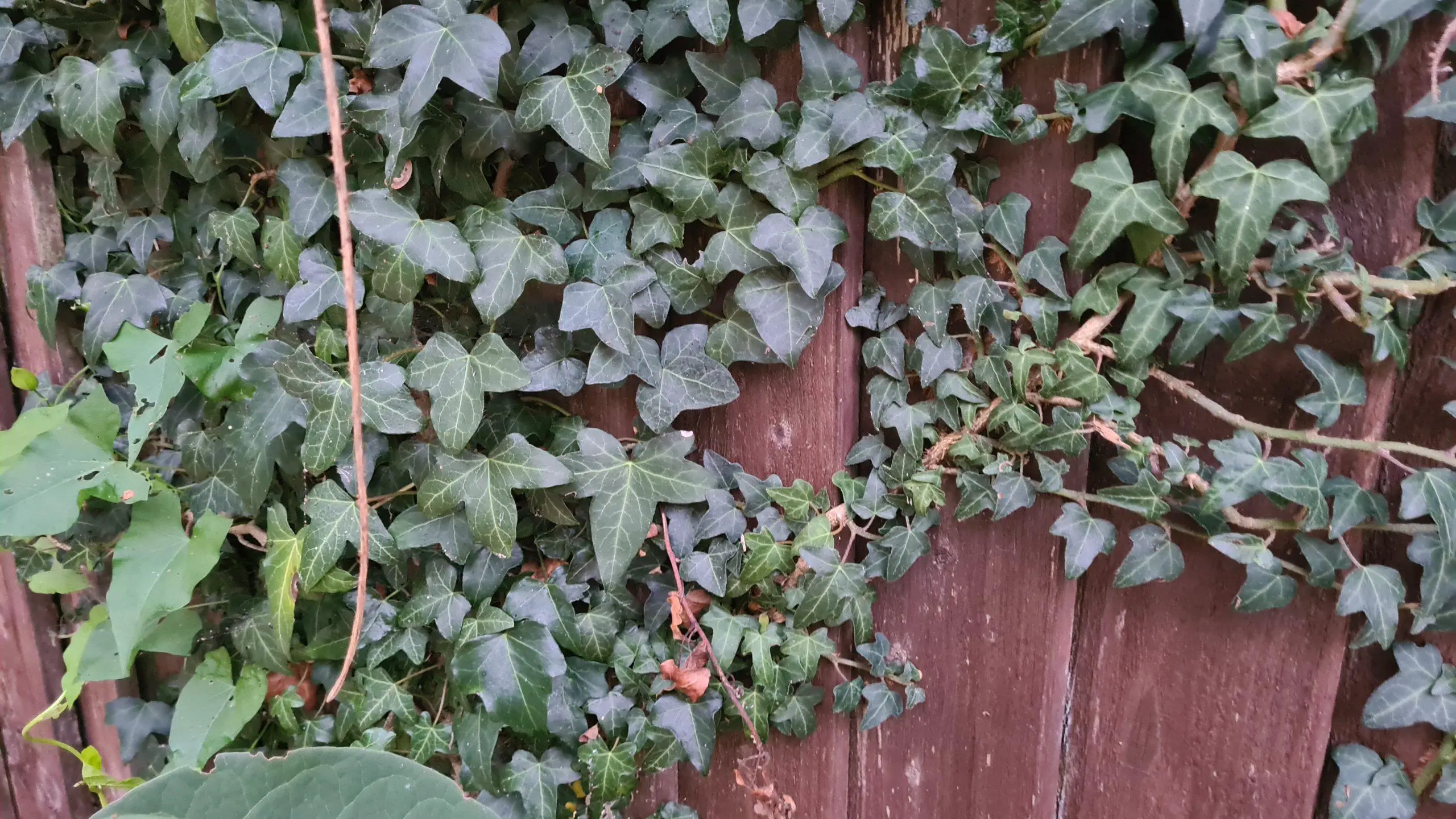 English Ivy clinging to a fence and consuming it