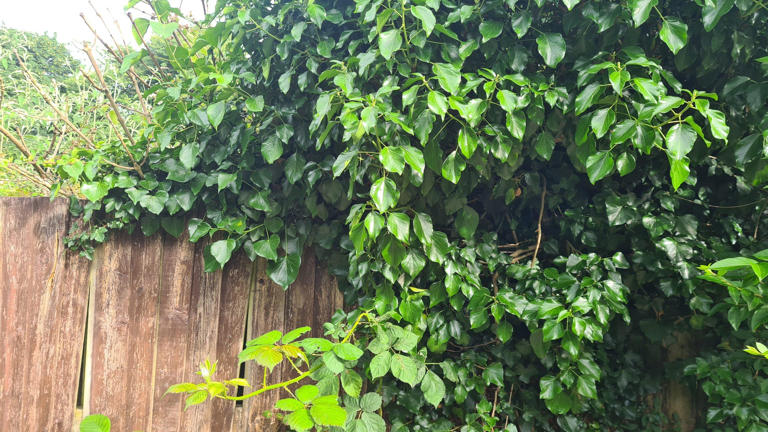 English ivy consuming a boundary and invading into a neighbours garden