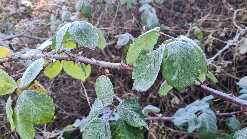 Even in winter Brambles pose a significant risk to injury if brushed against