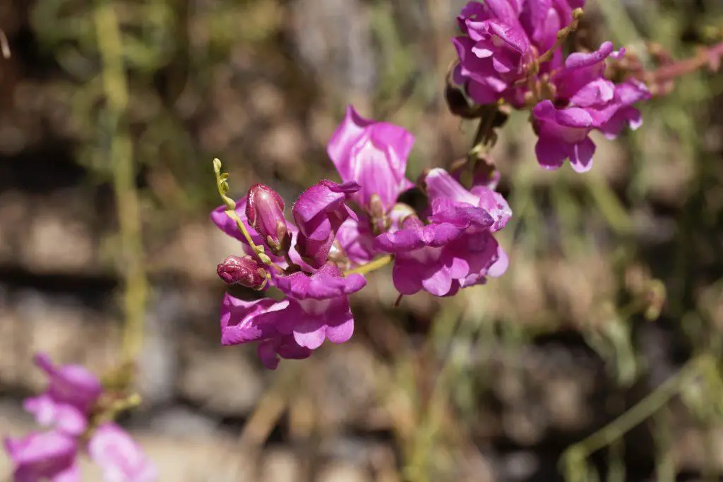 Flowers of a wild common snapdragon Antirrhinum majus