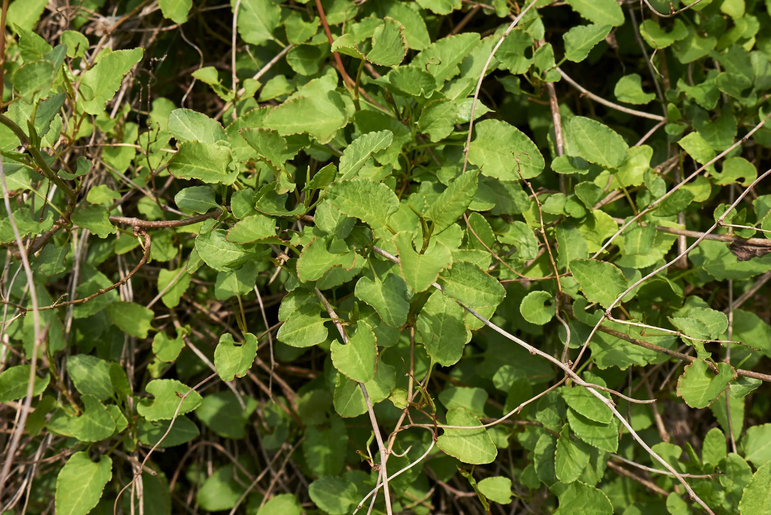 Fresh leaves of Fallopia baldschuanica plant also known as Russian vine consumes an area due to its rapid growth