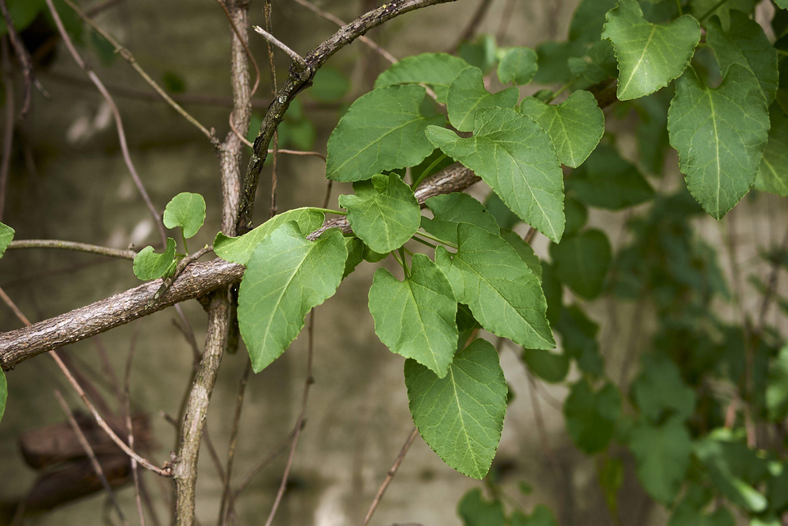 Fresh leaves of Fallopia baldschuanica vine plant wraps itself around other plants and dominates for its survival