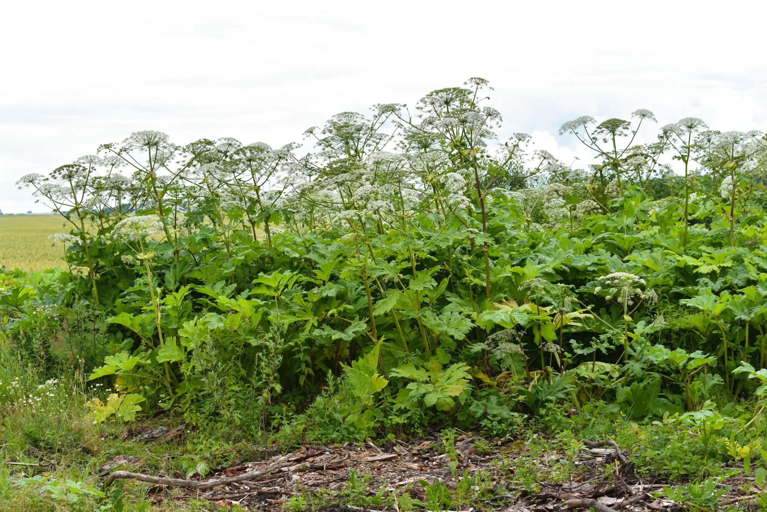 Giant Hogweed consumes a large area and it is a highly invasive and dangerous toxic plant