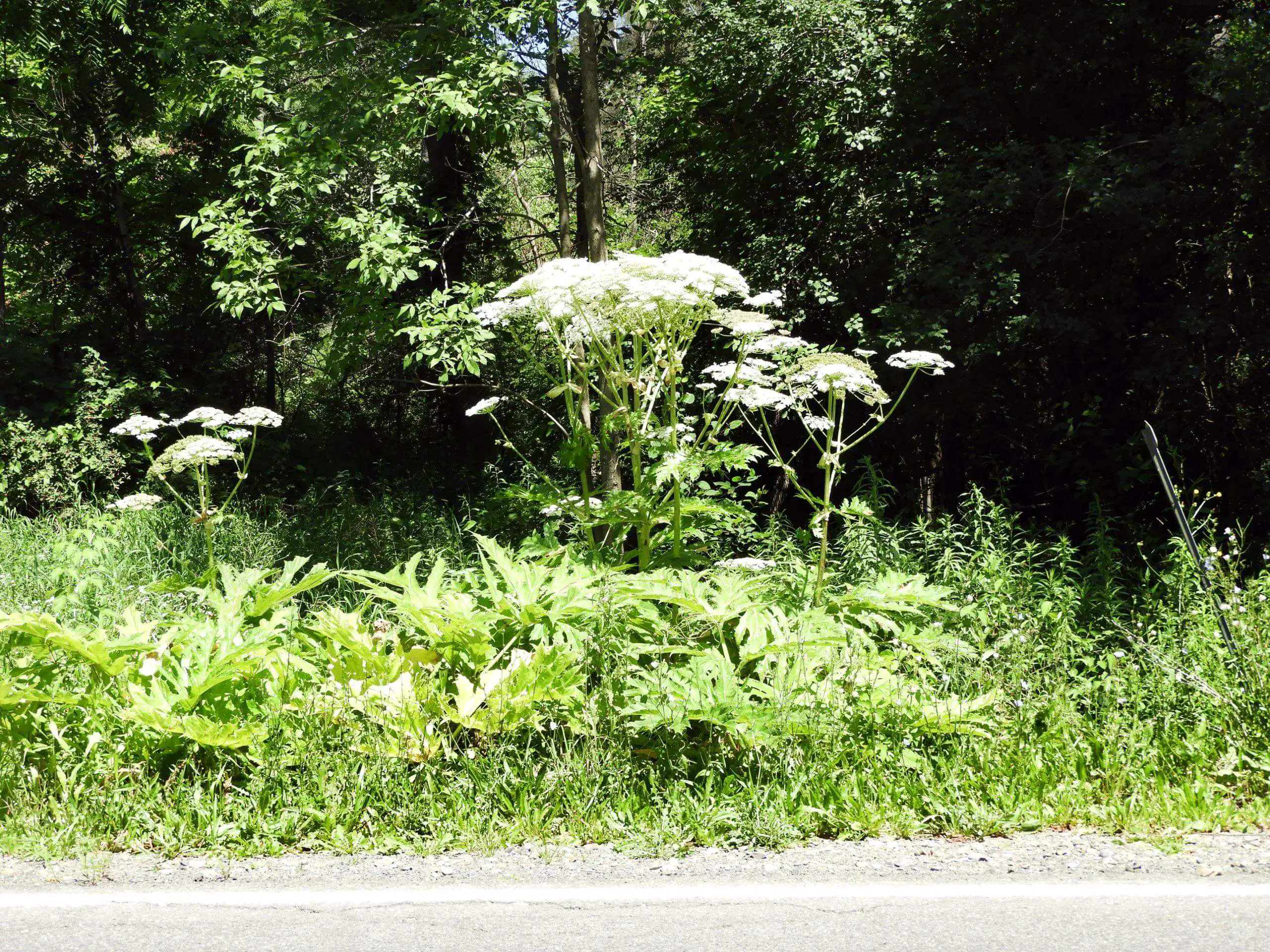 Giant Hogweed growing alongside a road and typically in ditches