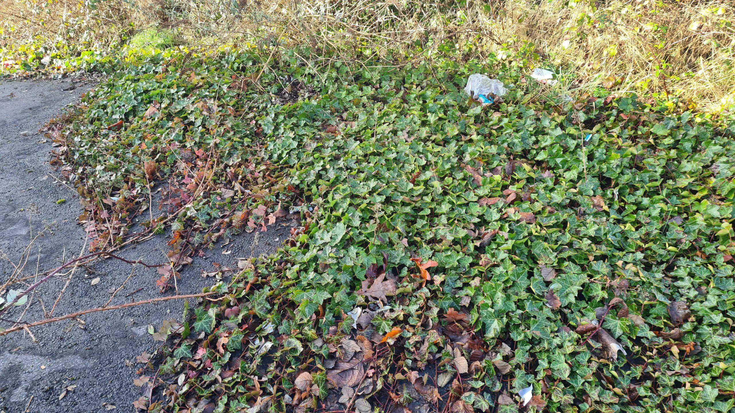 Ground Ivy covering a driveway and making it unsafe