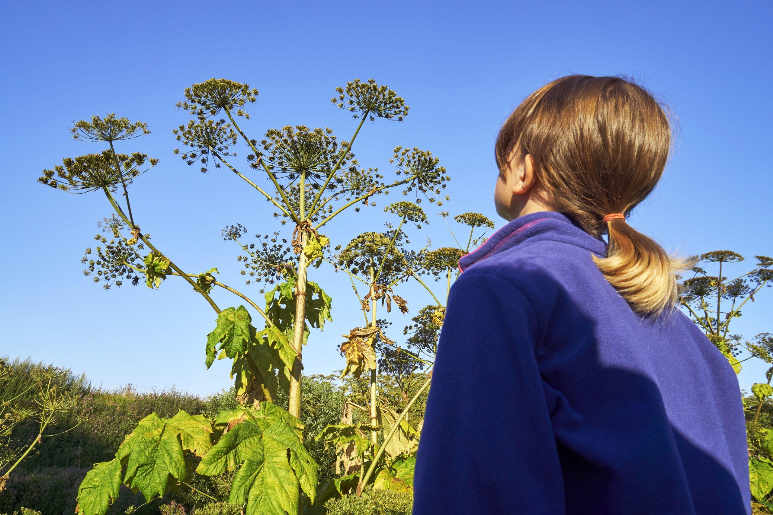 Identifying Giant Hogweed from its umbrella like flowers which tower above you and up to 20 feet