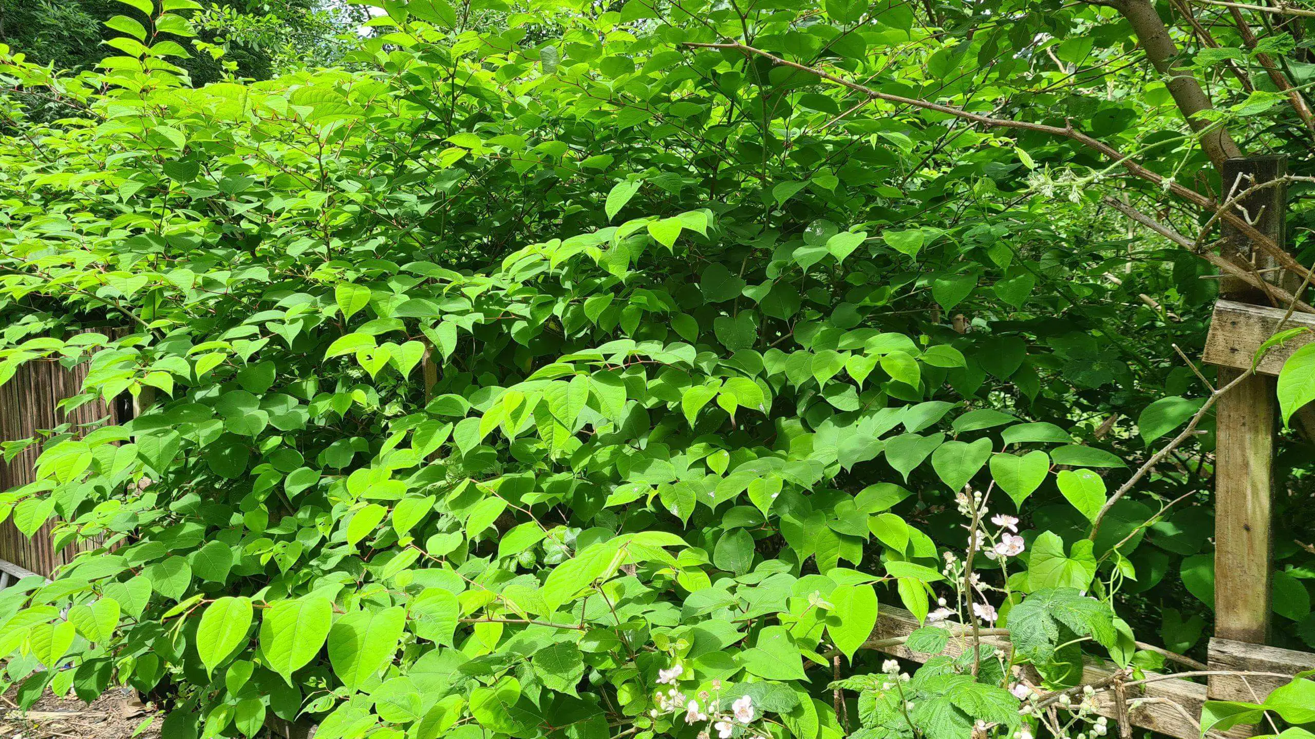 Japanese Knotweed is by far the biggest offender when it comes to invasive weeds aggressive and consuming