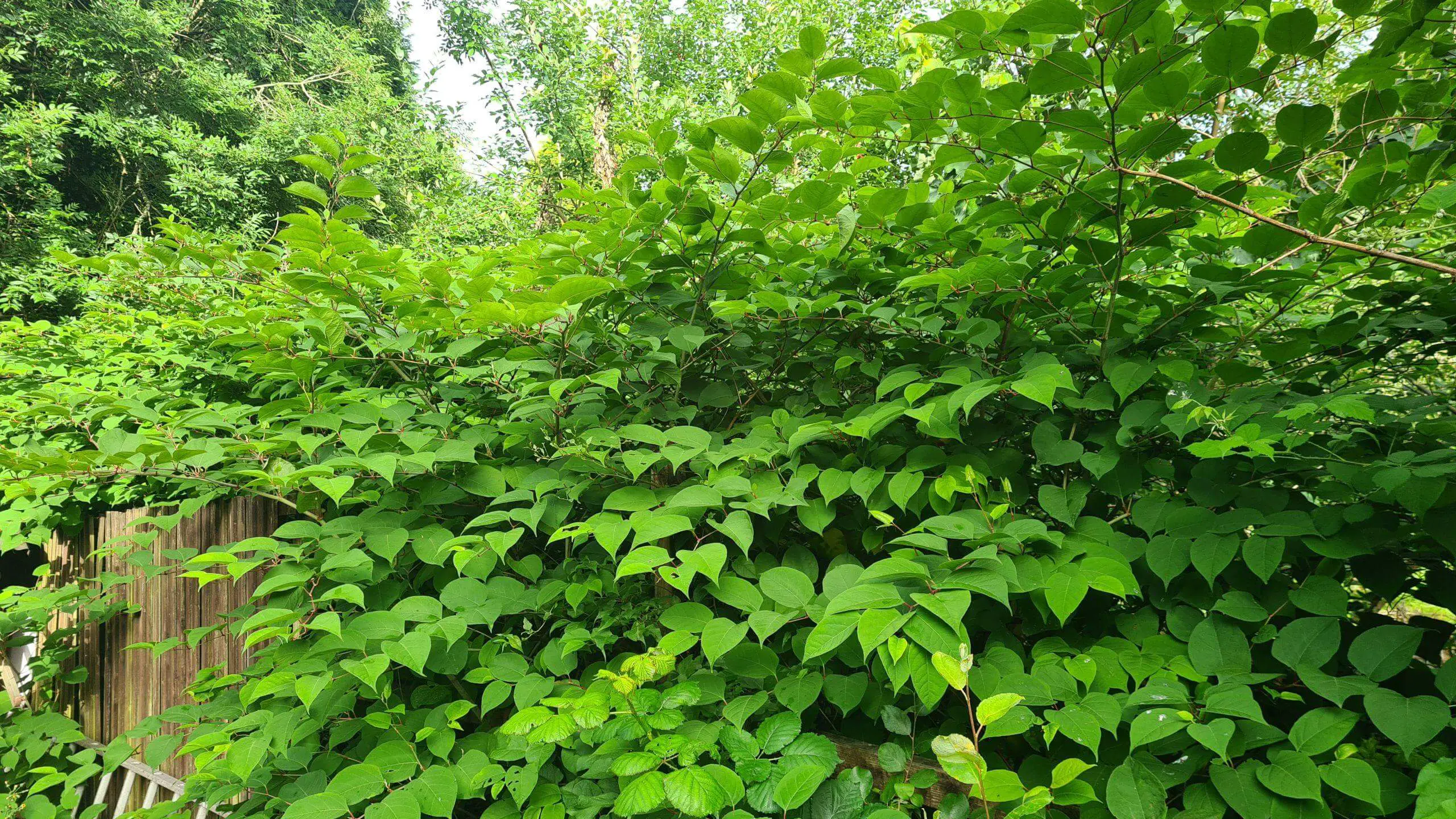 Japanese knotweed at the height of summer dominating an area of a garden
