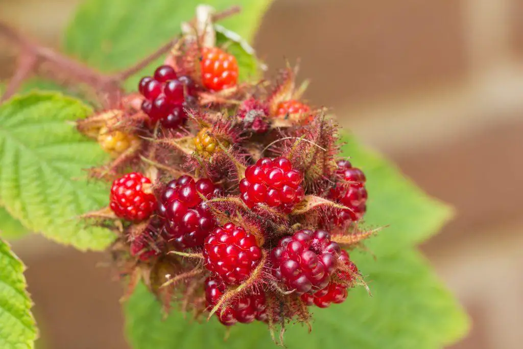 Japanese wineberry Rubus phoenicolasius fruits
