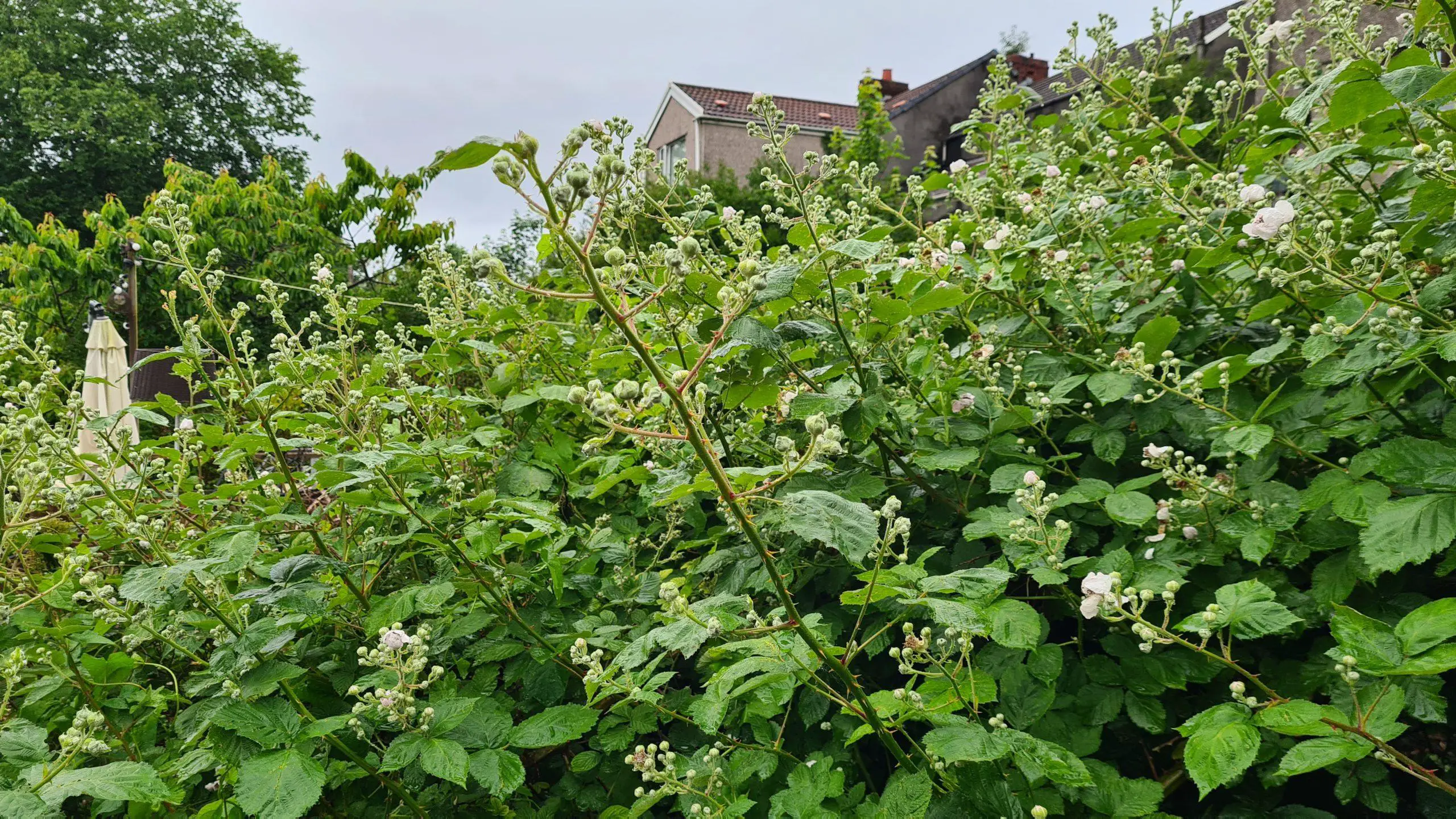 Large infestation of brambles in a garden at the height of Summer