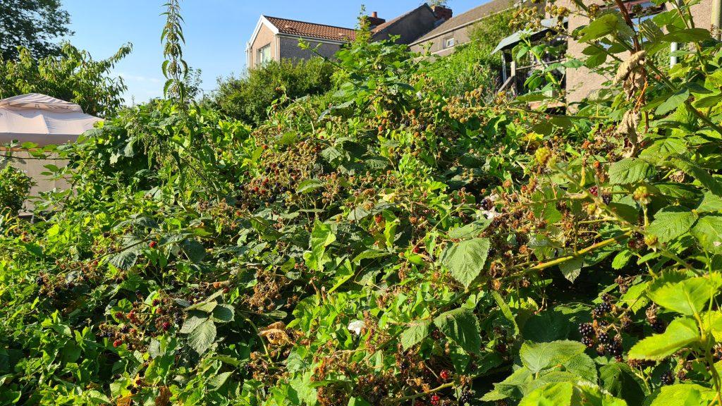 Learn how to control and manage brambles before they consume more of your garden than you wish them to