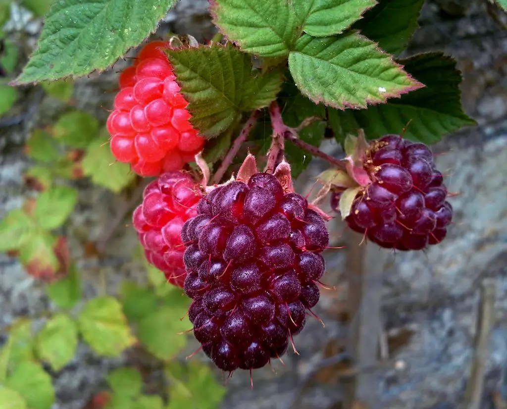 Loganberries ripening on a wall