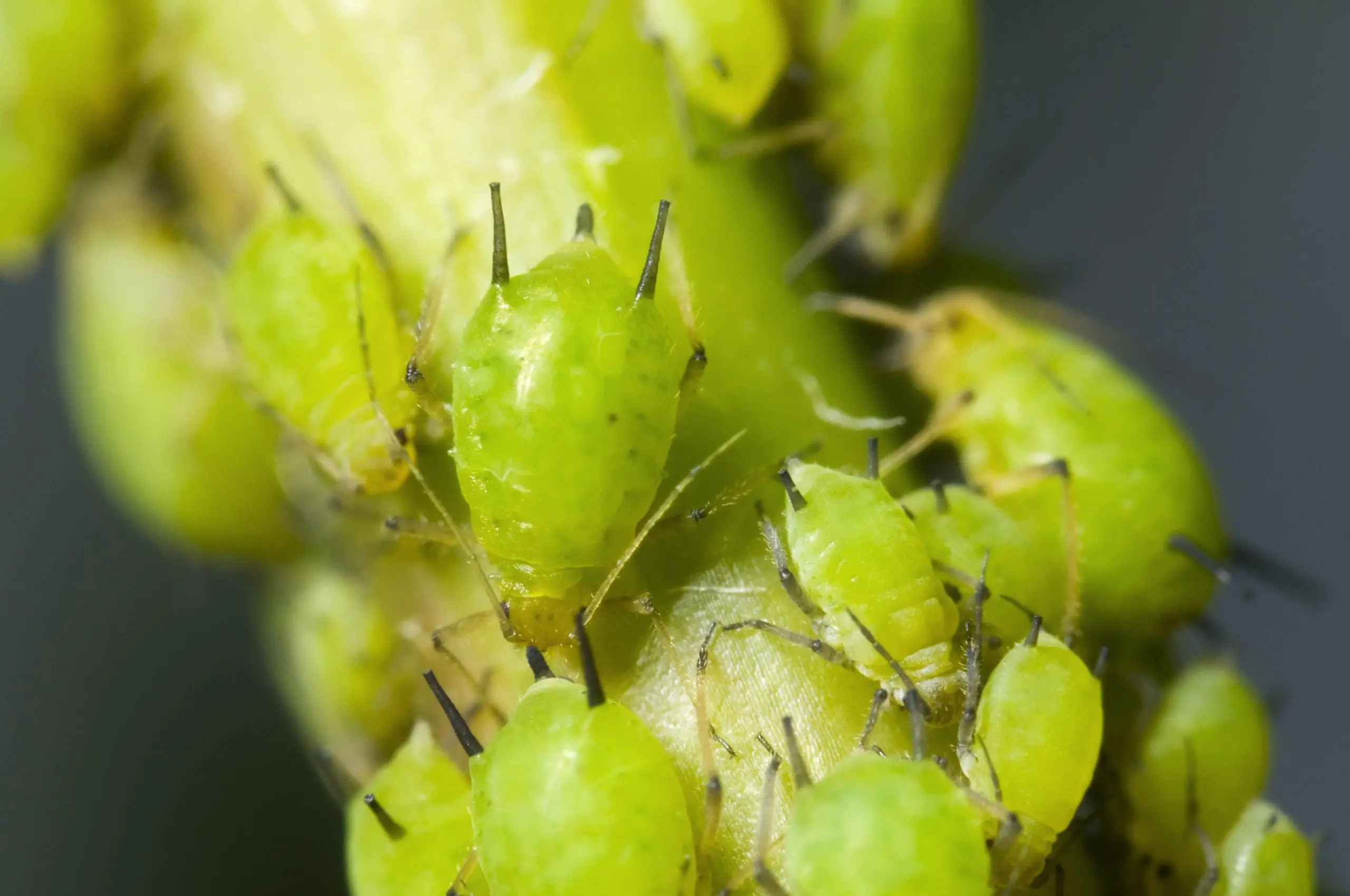 Macro view on group green aphids Aphidoidea feeding off a bramble stem