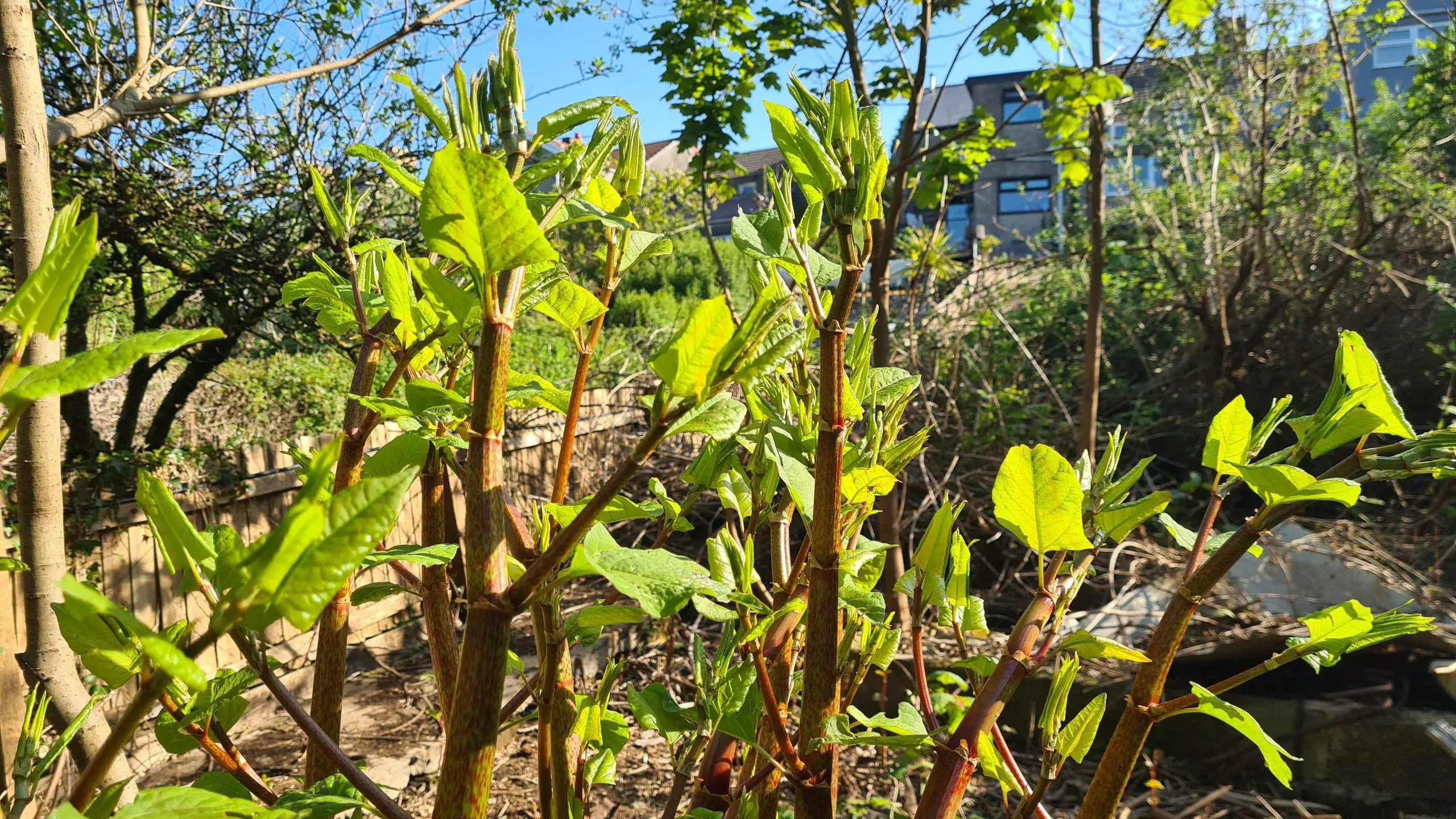New shoots of Japanese knotweed emerging within a garden and all too close to the property