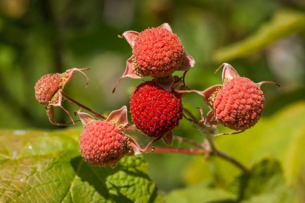 Ripe Thimbleberry Cluster Rubus parviflorus