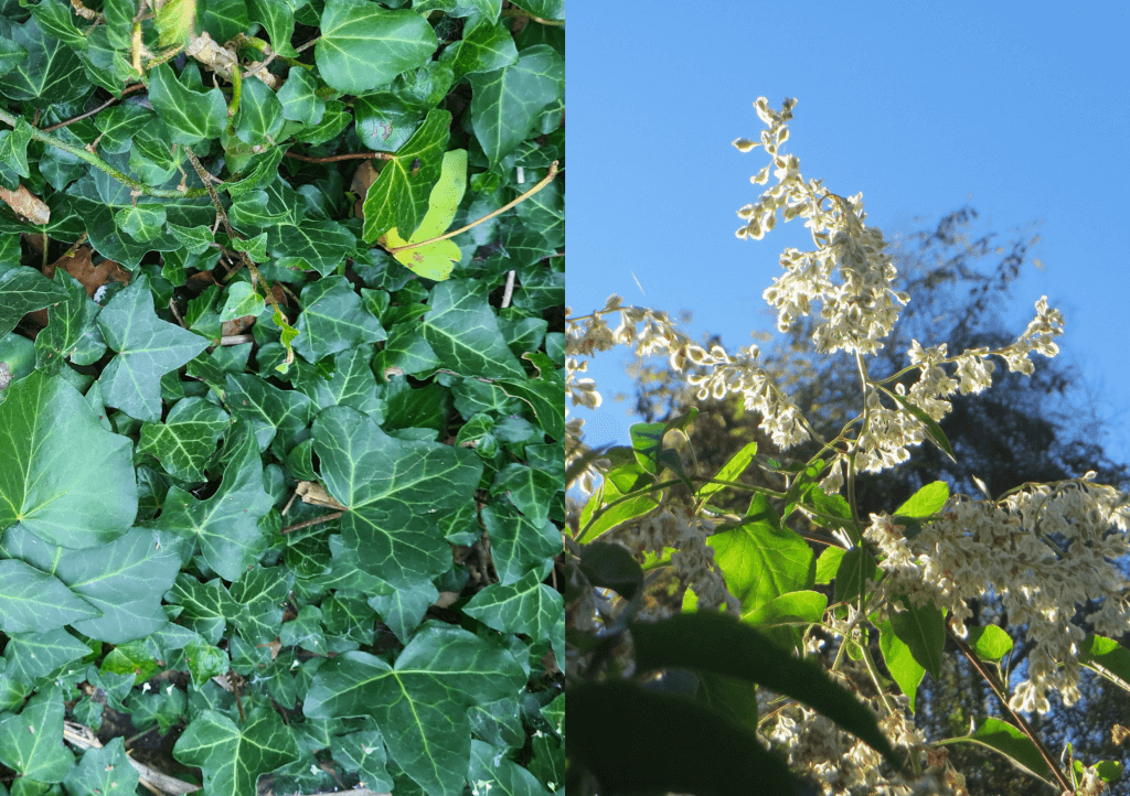 Russian Vine vs English Ivy