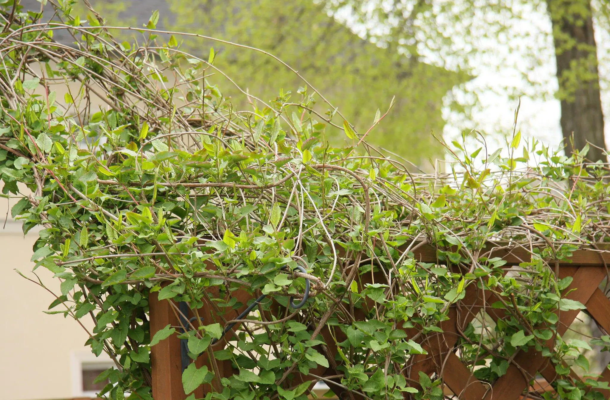 Russian vine grows aggressively whilst clinging to any surface