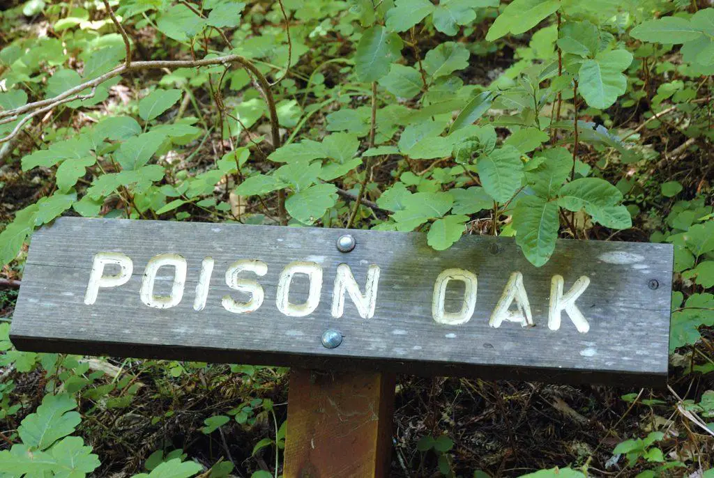 Sign in a patch of poison oak