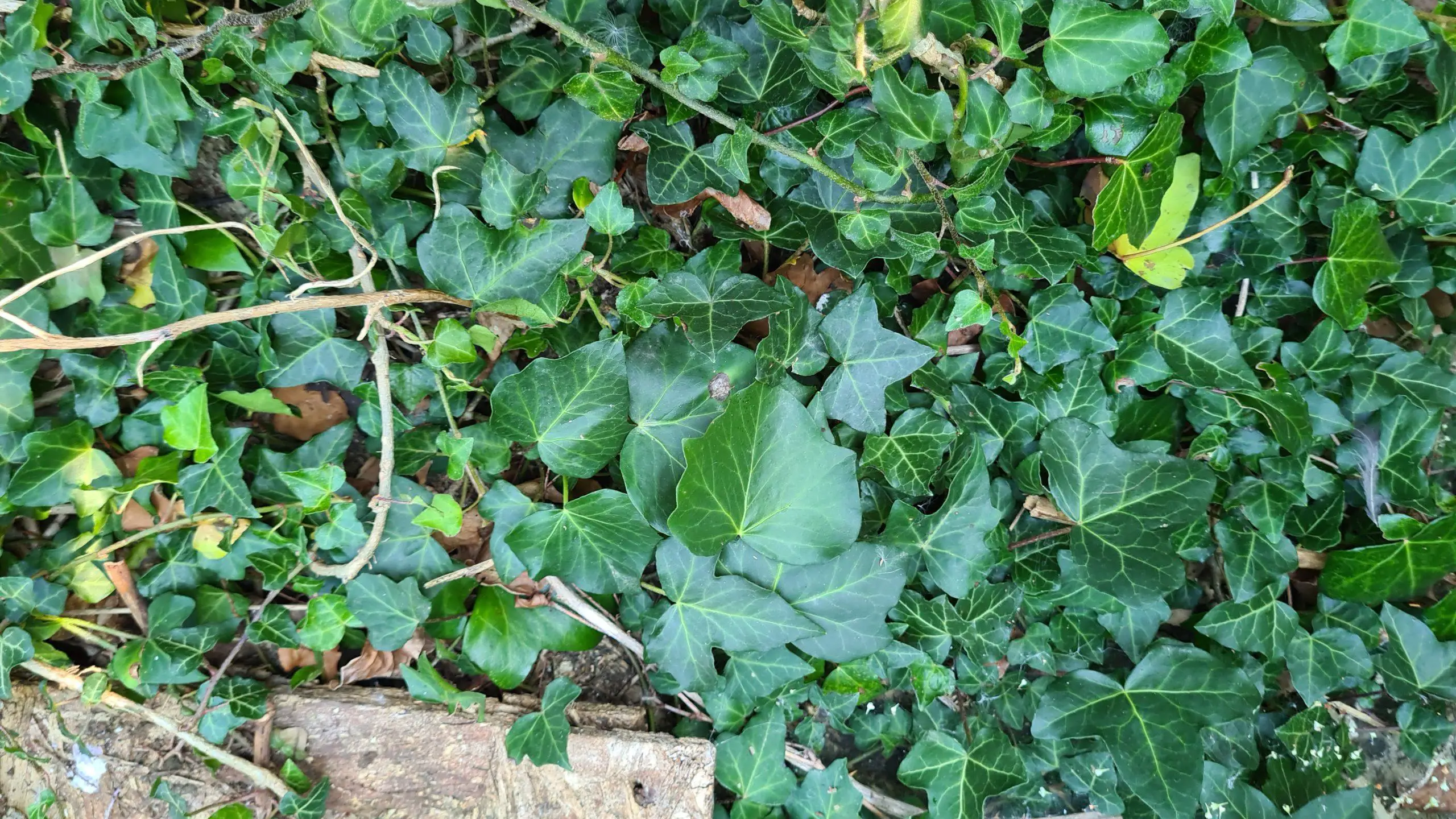 The dense foliage of English Ivy conceals anything it clings to