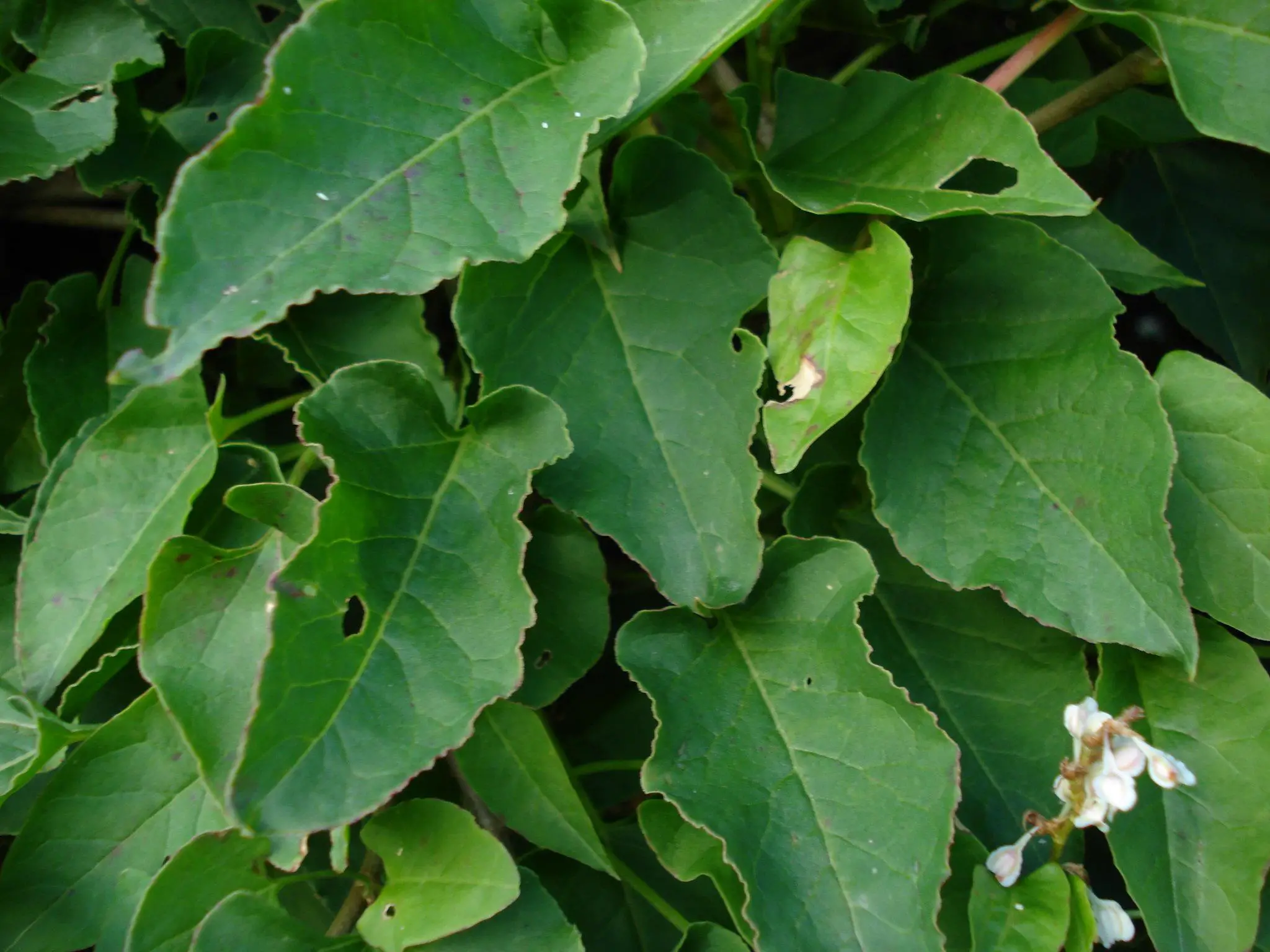 The green leaves of fallopia baldschuanica Russian vine