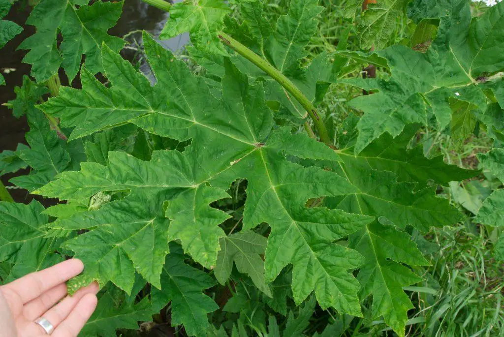 The large leaves of Giant hogweed