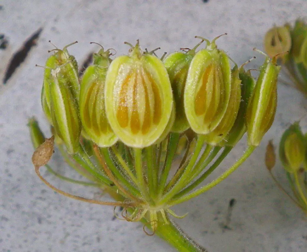 The seed pods of Giant Hogweed