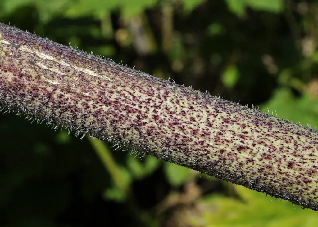 The stems of Giant Hogweed with its hairs