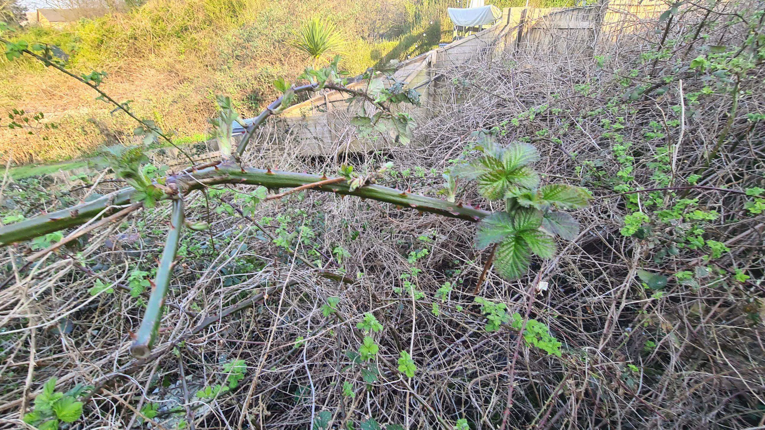 The twisting nature of brambles makes it difficult to remove without having to tackle a large area at anyone time