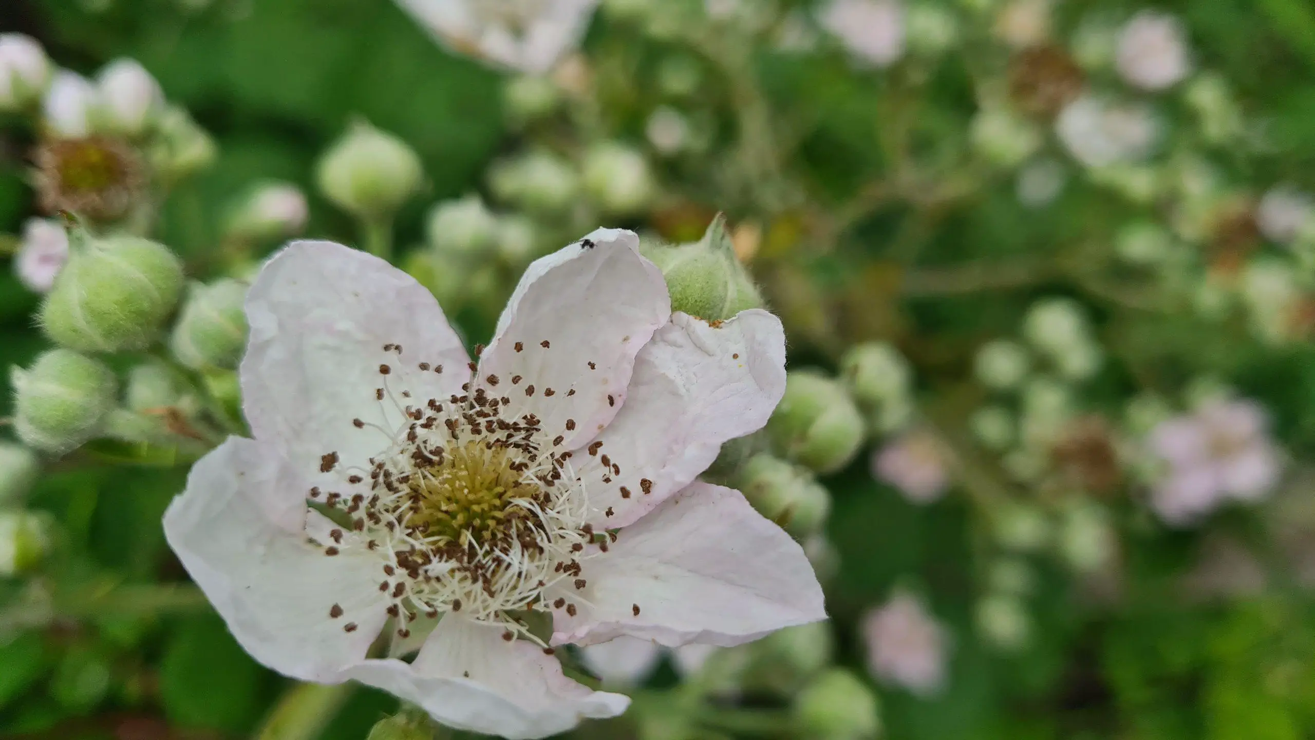 The white flower of the bramble bush ahead of spreading its seed