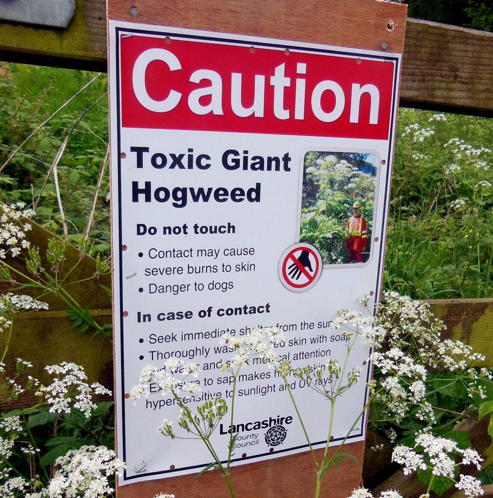 Treatment of Giant Hogweed needs to be carried out carefully and professionally