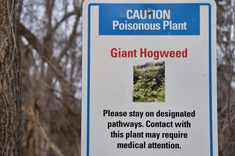 Giant Hogweed Can Harm Your Health And The Environment