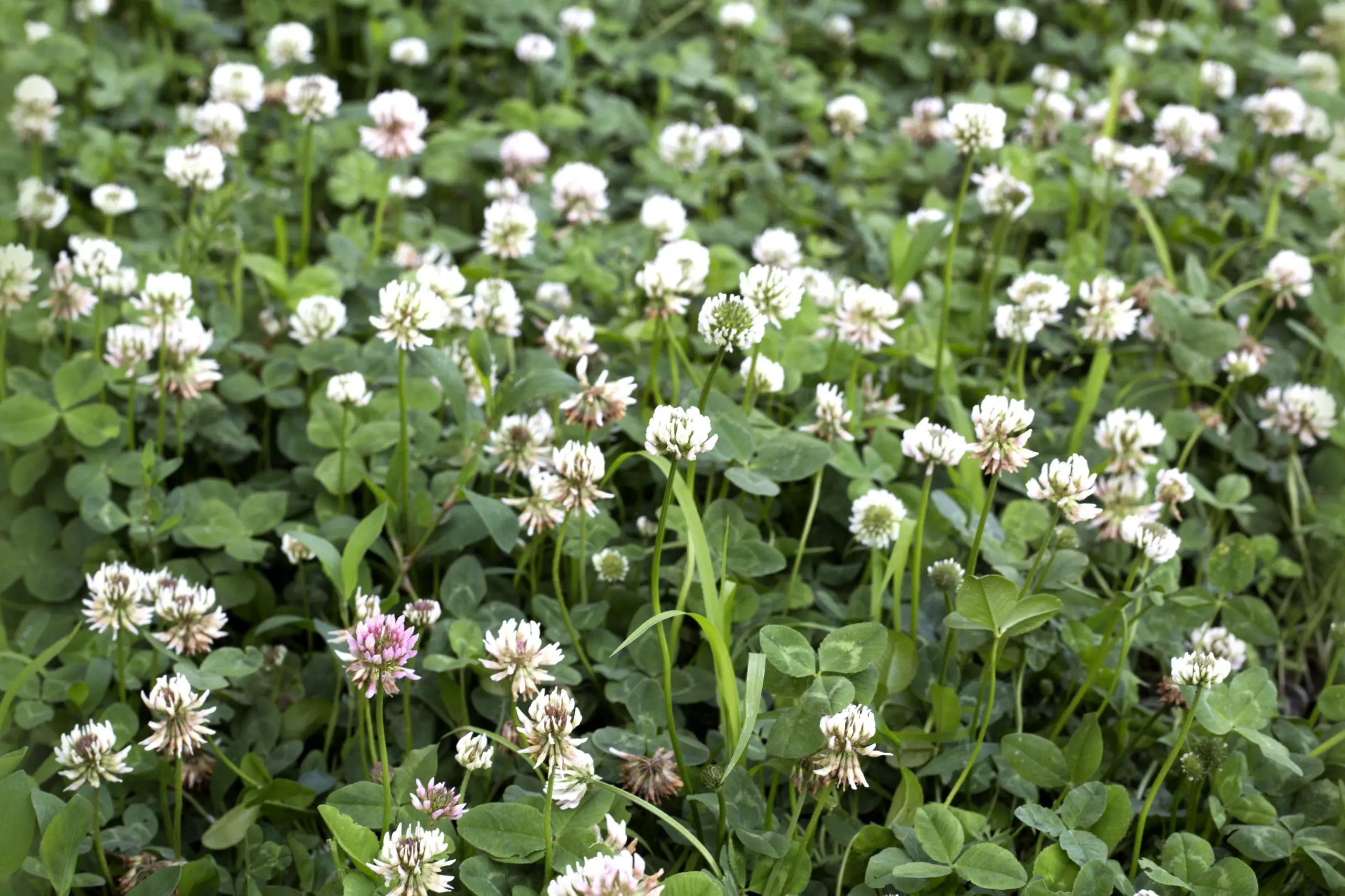 White Clover blankets an area so condensely little else has a chance to grow