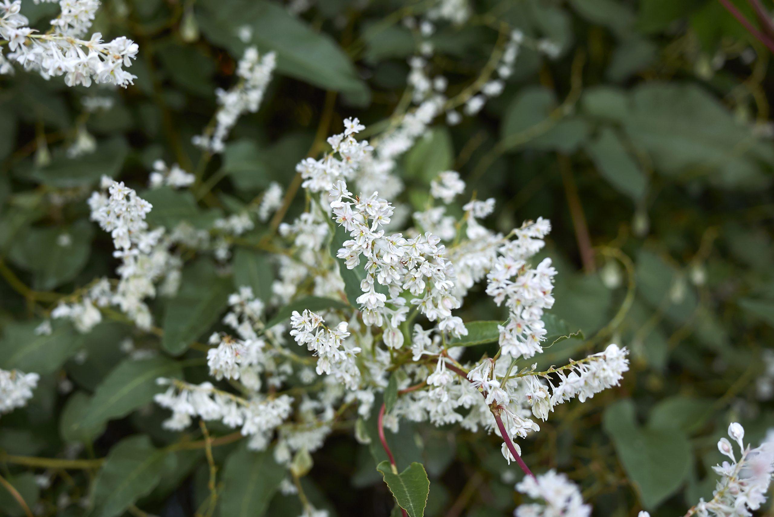 White inflorescence of Fallopia baldschuanica vine plant 1