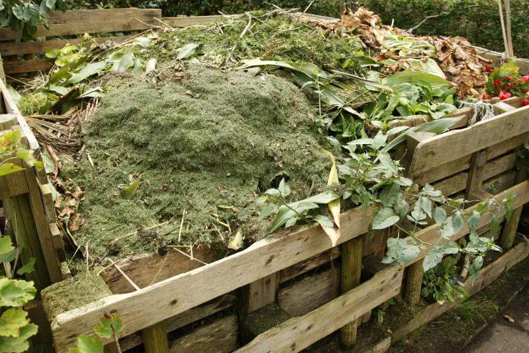 Can Brambles Be Composted?